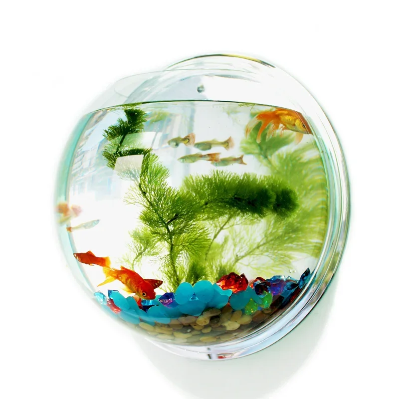 Pinsjar Acrylic Cá Bát Treo Tư - đánh giá và giá Betta Fish Tank