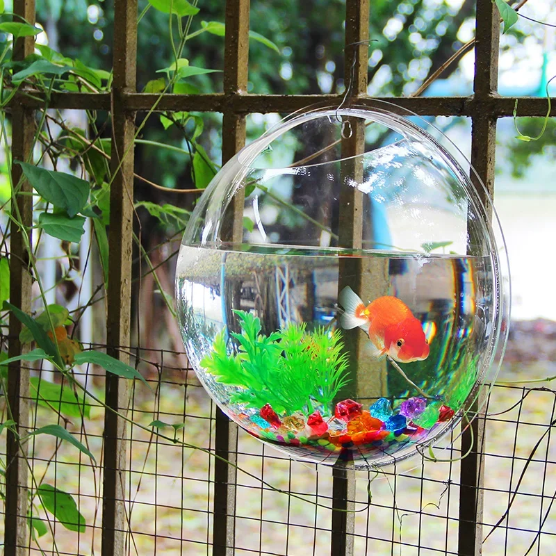 Pinsjar Acrylic Cá Bát Treo Tư - đánh giá và giá Betta Fish Tank