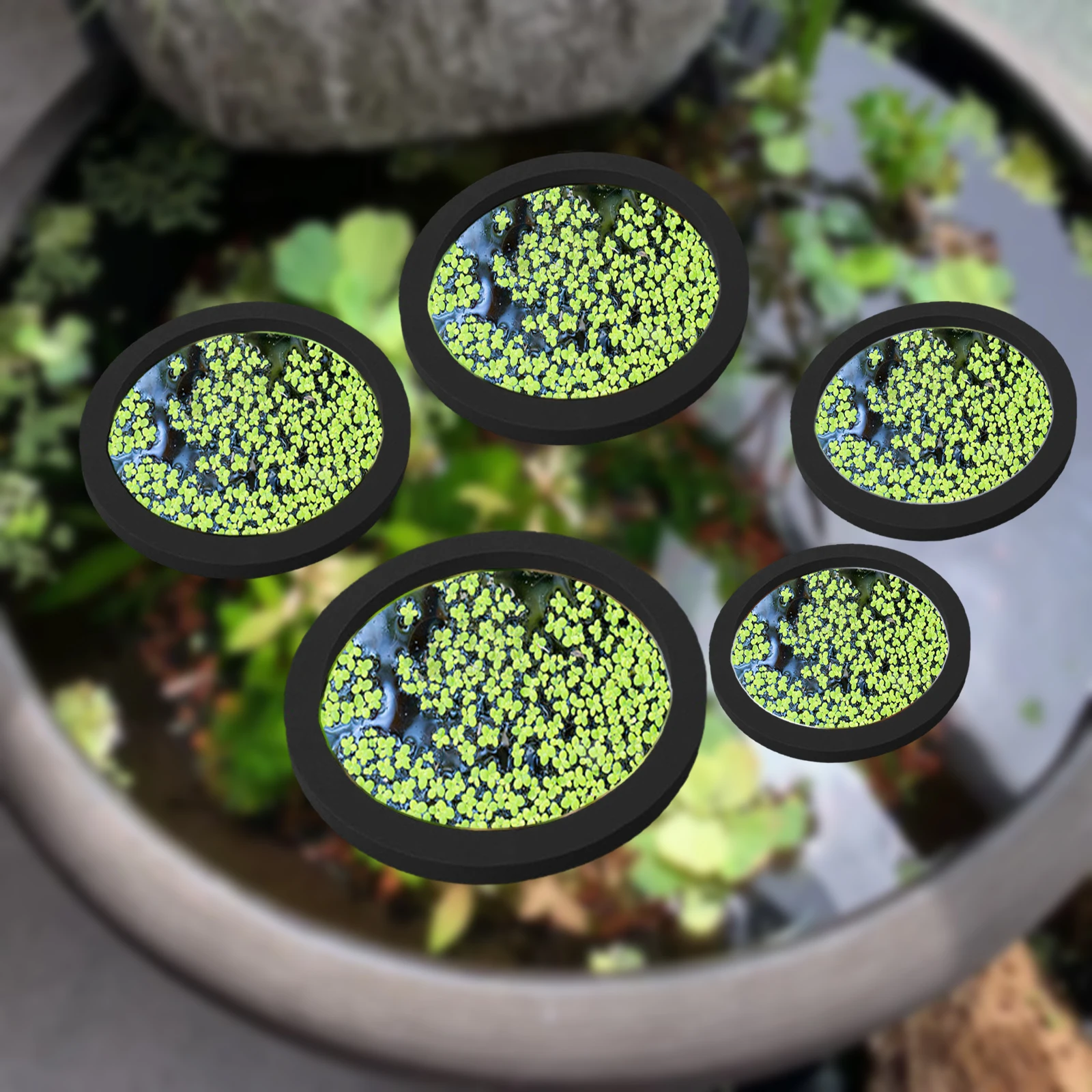 5Pcs EVA Fish Feeding Ring Aqu - đánh giá và giá Fish Aquarium Home