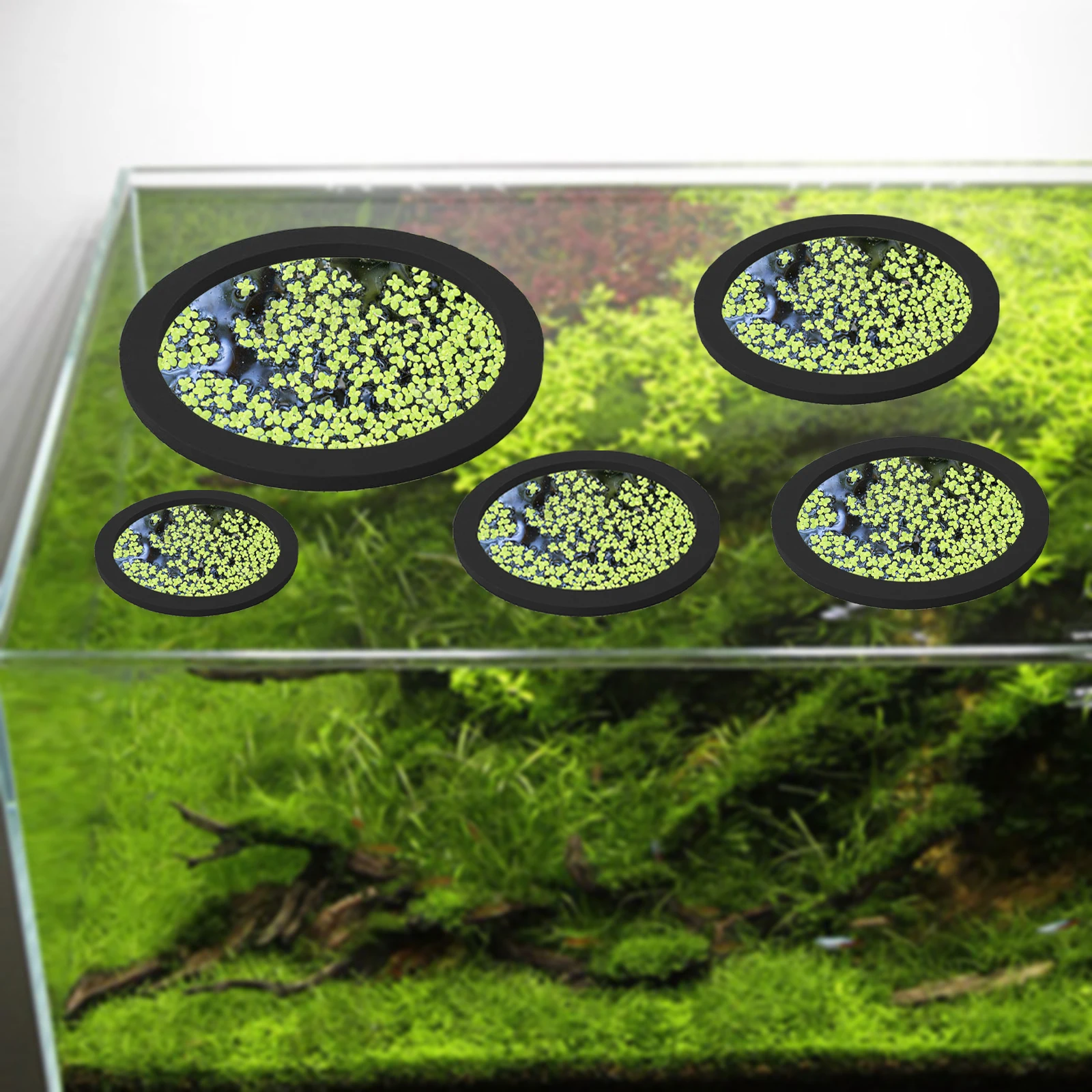 5Pcs EVA Fish Feeding Ring Aqu - đánh giá và giá Fish Aquarium Home