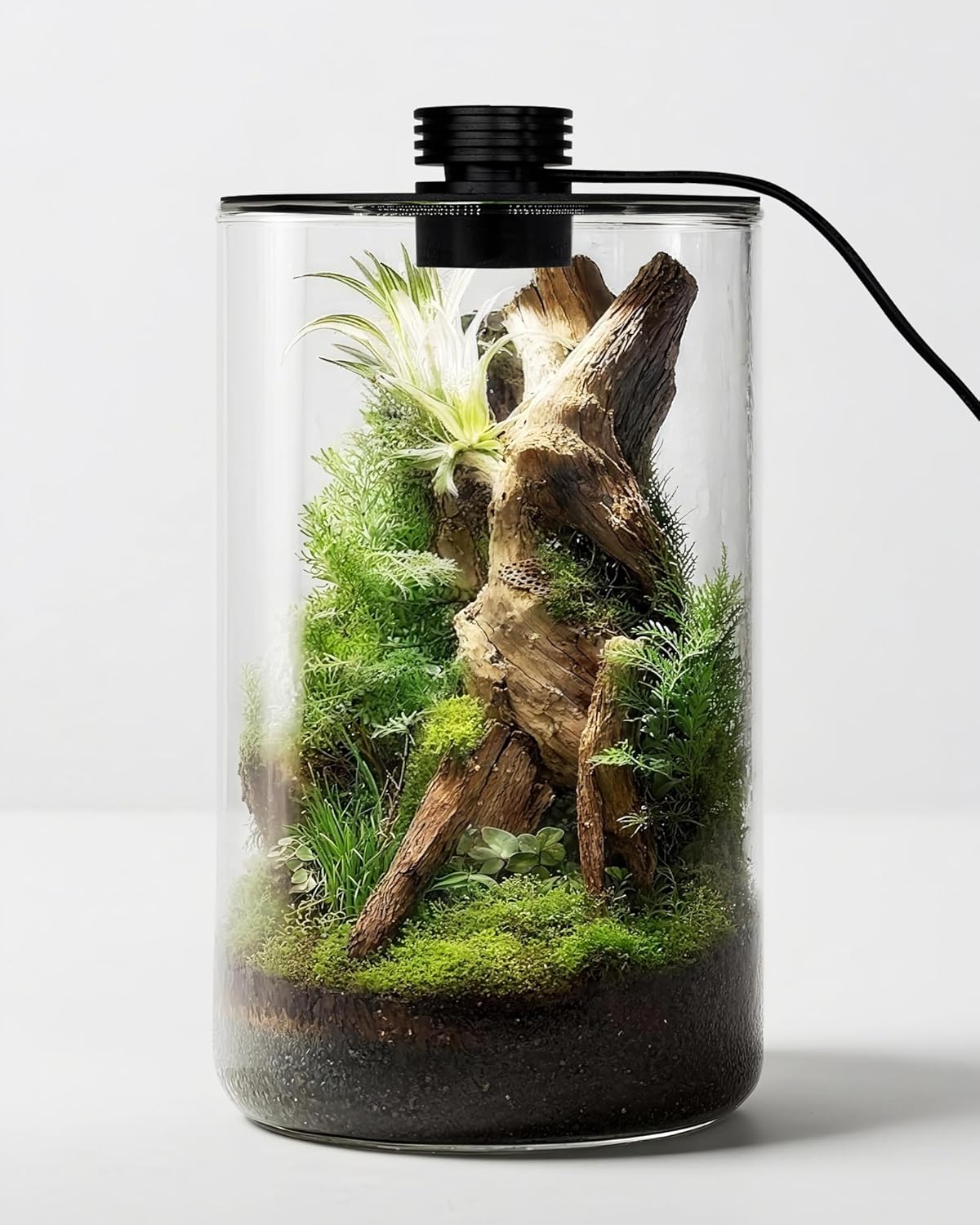 Indoor Glass Terrarium with Gr - đánh giá và giá Betta Fish Tank
