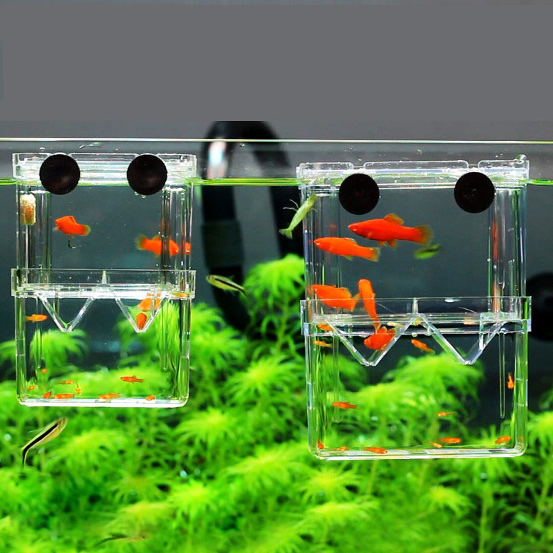 Peacock Fish Breeding Isolatio - đánh giá và giá Aquarium Fish Betta